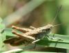 Chorthippus sp.